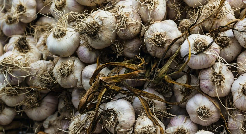 Comparison of hardneck and softneck garlic bulbs showing structural differences