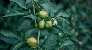 Why Some Vegetable Plants Produce Plenty of Leaves But No Fruit