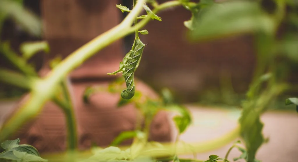 Dark frass pellets on a tomato leaf indicating hornworm presence above