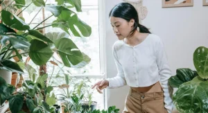 Why Houseplant Leaves Turn Brown at the Tips 5 Causes and How to Fix Each One