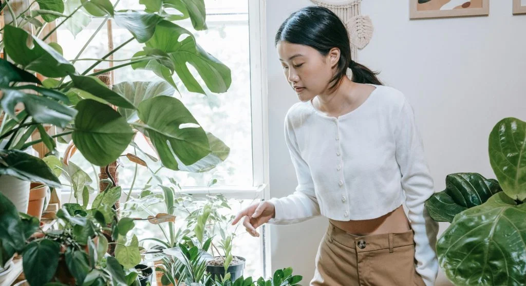 Why Houseplant Leaves Turn Brown at the Tips 5 Causes and How to Fix Each One