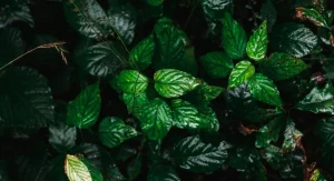 How to Identify and Remove Poison Ivy, Poison Oak, and Poison Sumac Safely