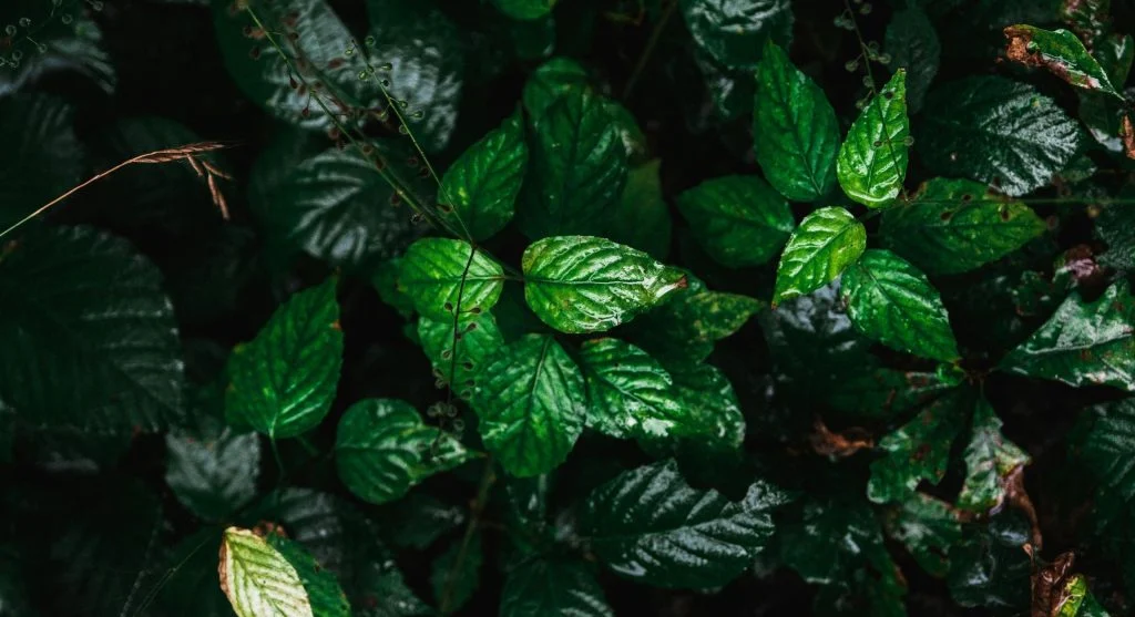 How to Identify and Remove Poison Ivy, Poison Oak, and Poison Sumac Safely