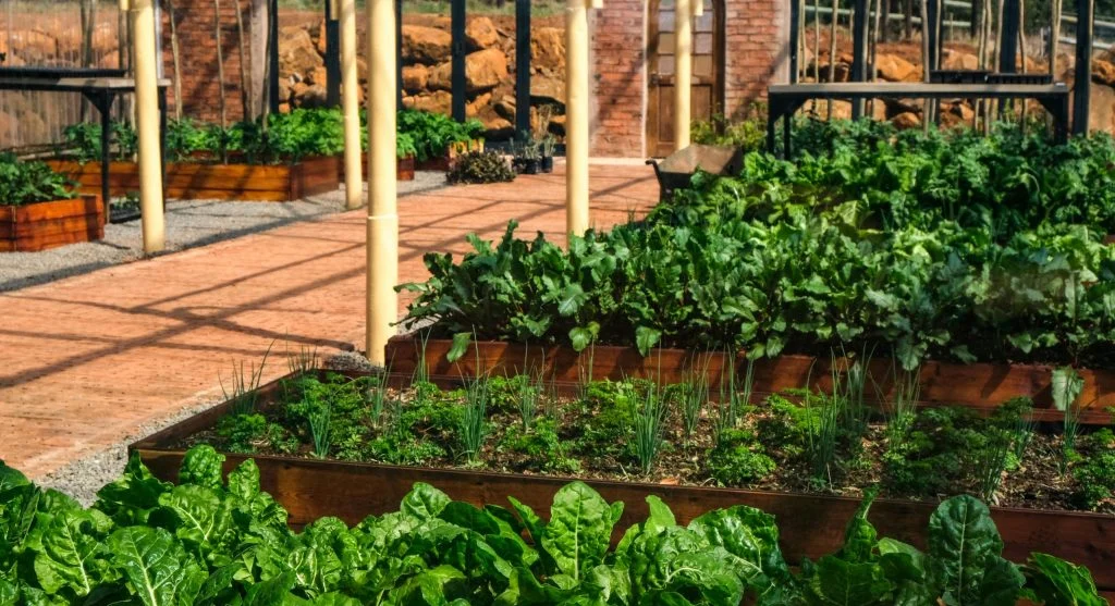 Simple diagram or photo showing four garden beds labeled with crop family groups