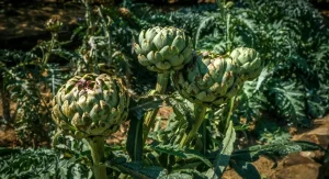 7 Perennial Vegetables That Come Back Every Year Without Replanting