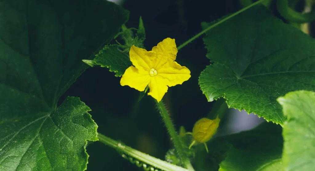 Why Cucumber Leaves Turn Yellow 6 Common Causes and What to Do About Each